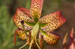 Turk's cap lily